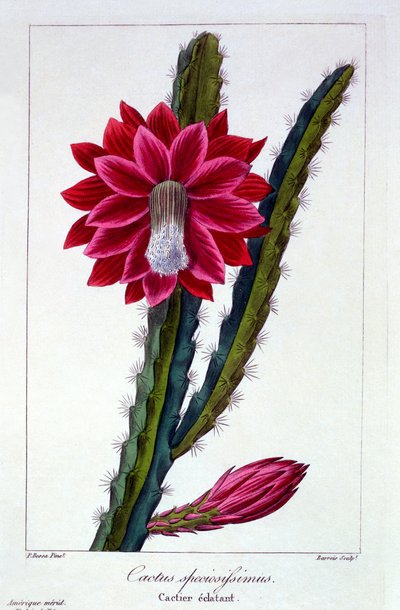 Kaktus, 1836 von Pancrace Bessa